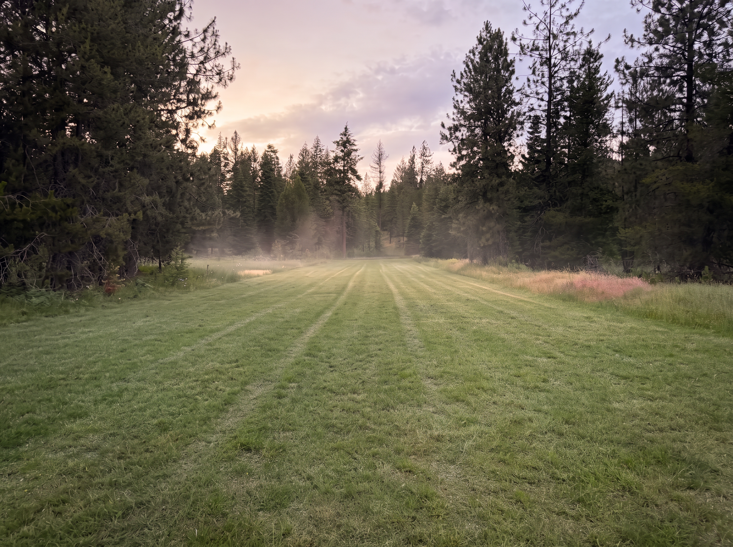 A mowed lane running between the pines at first light