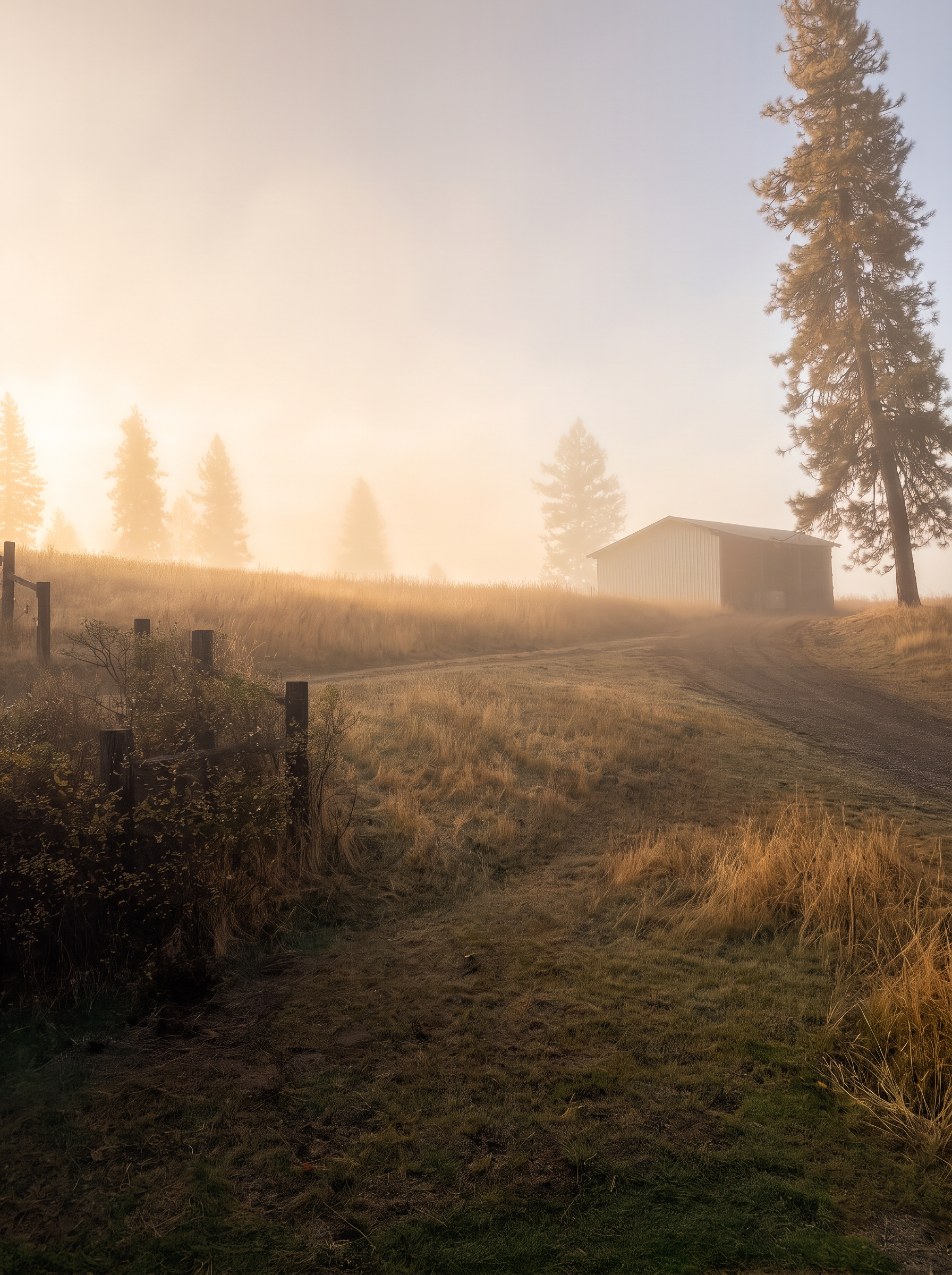 The ranch lane climbing to a barn through morning fog, a tall pine beside it
