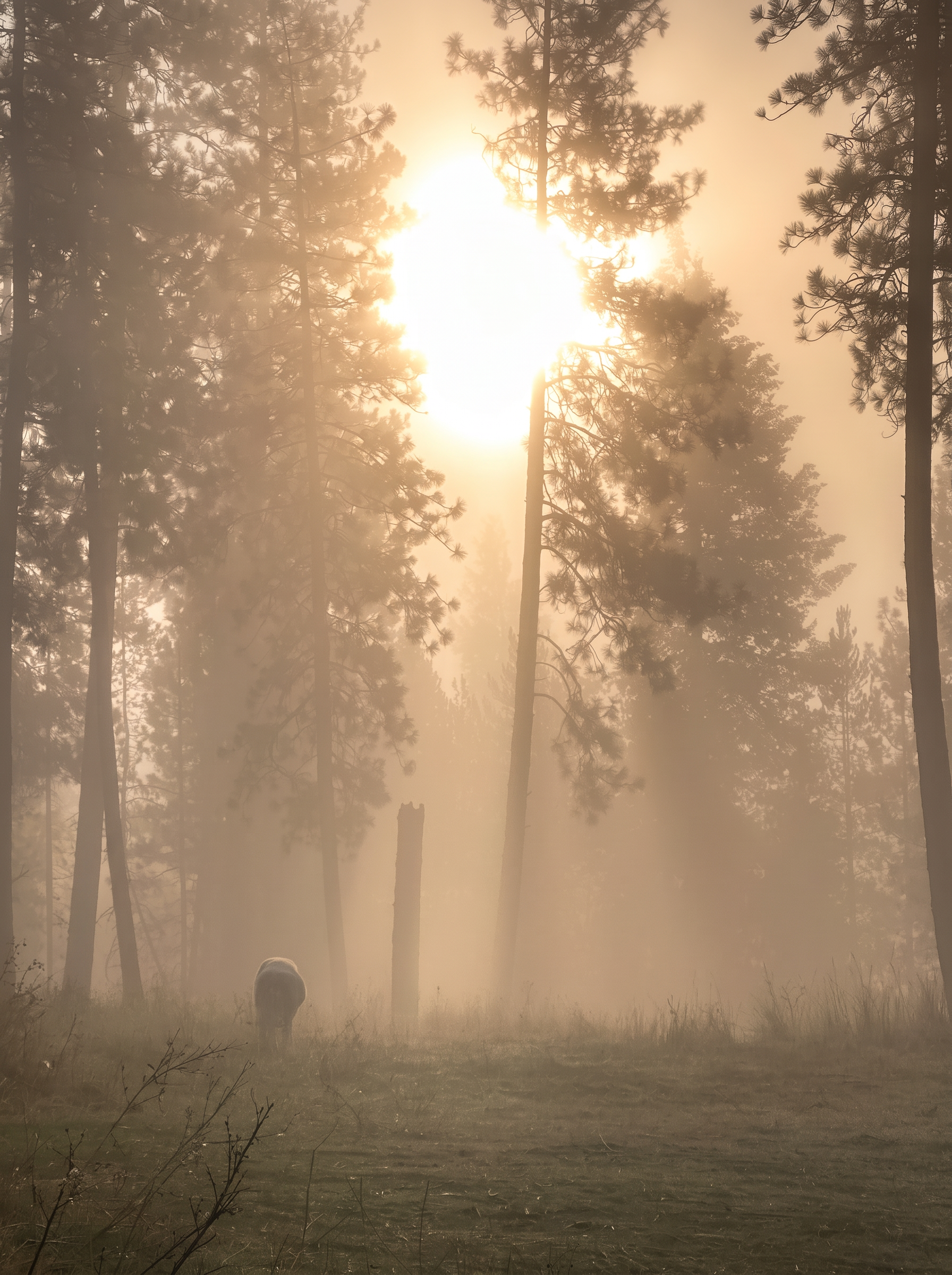 Sun breaking through tall pines in heavy fog, an animal grazing beside an old snag