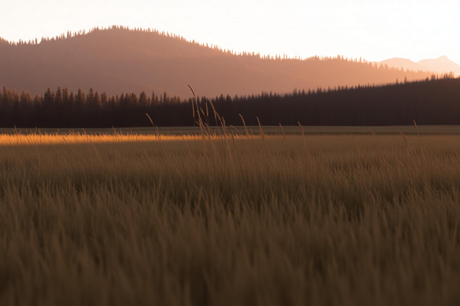 Golden hour light across an open Idaho meadow with forested mountains beyond