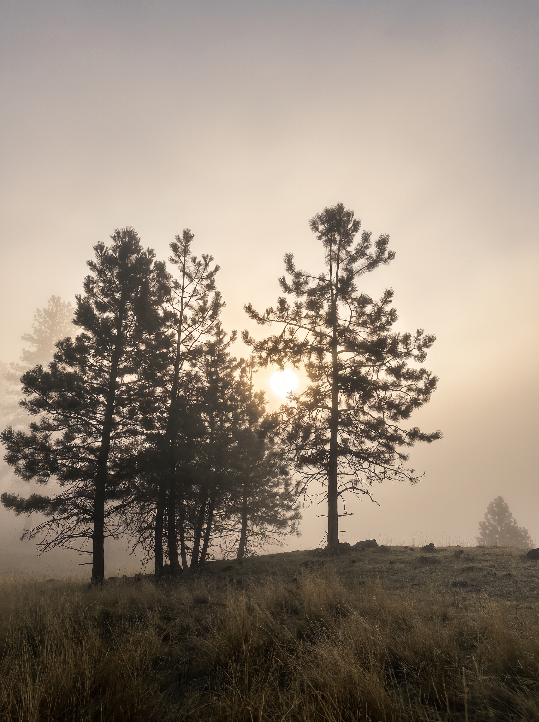 Ponderosa pines silhouetted on a grassy rise, the sun glowing through morning fog