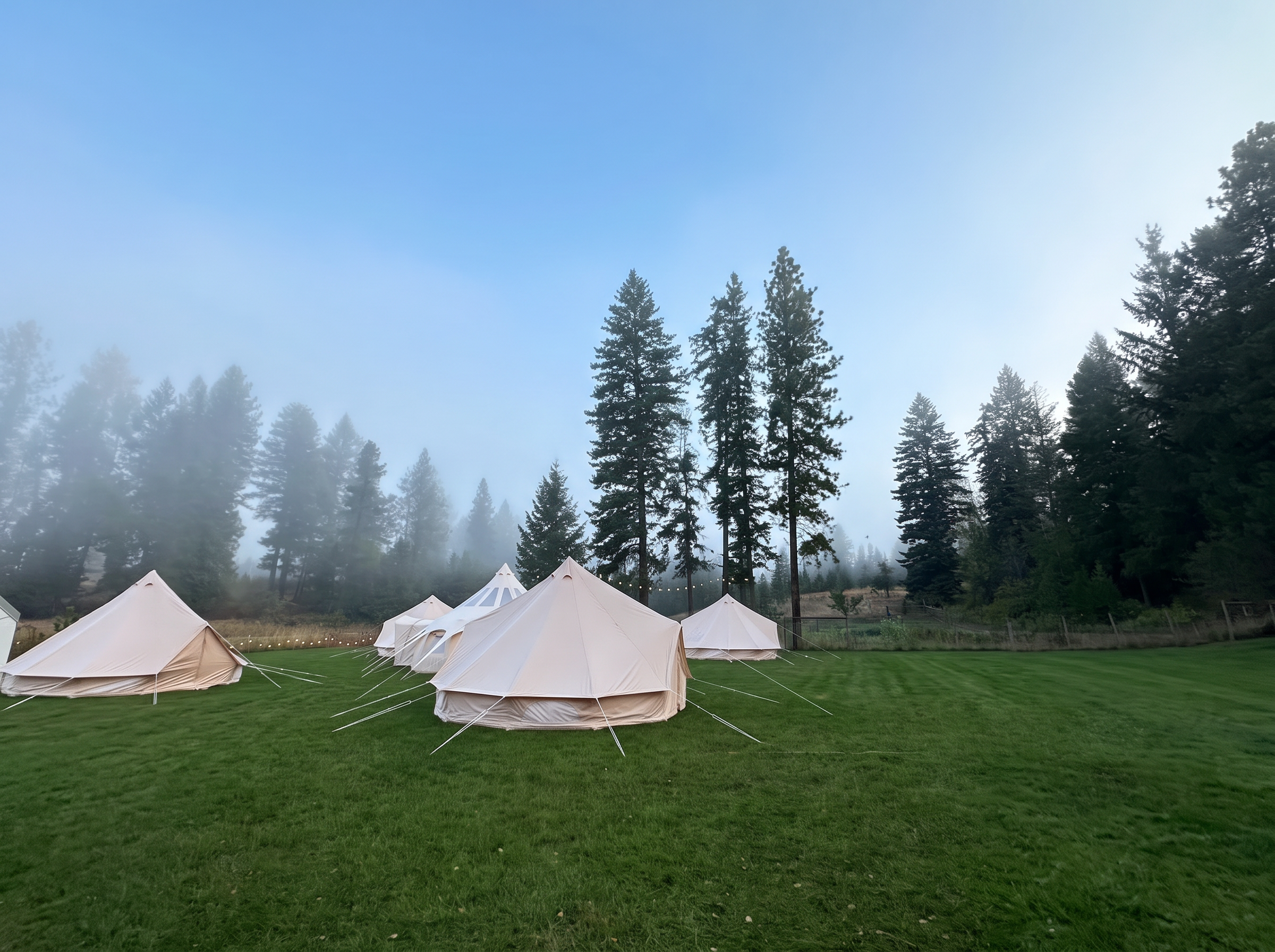 Bell tents in the meadow beneath tall pines on a foggy morning