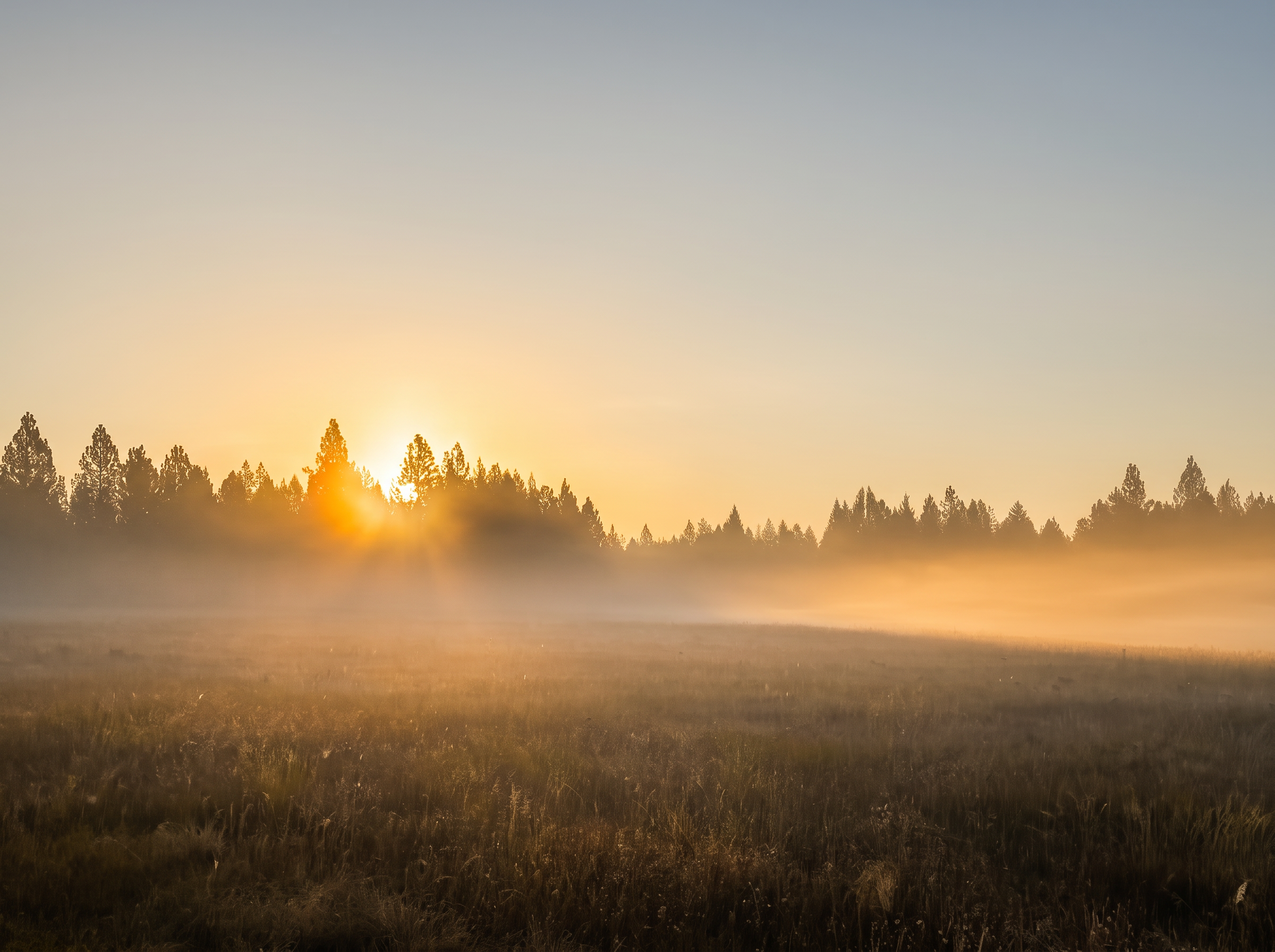 The sun rising behind the pine treeline, fog lit amber across the meadow